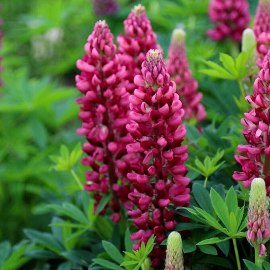 Green River 25 Gallery Red Lupine Seeds - Vibrant Spiky Blooms, Fast Growing Perennials, Premium Seeds, Decor Decoratives Thrives in Cool Climates, Spring Full Sun
