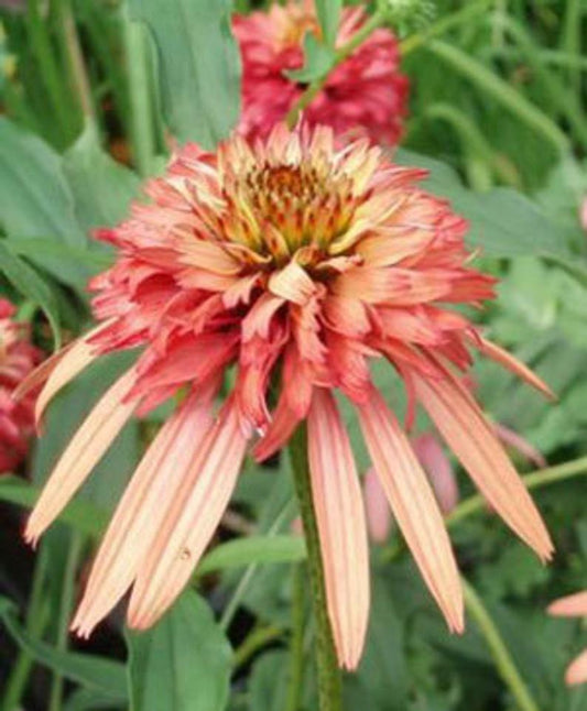 Green River 50 Double Salmon Coneflower Seeds - Drought-Tolerant Decor Seeds for Pollinator Gardens, Perennial Blooms, Ideal for Summer Conditions