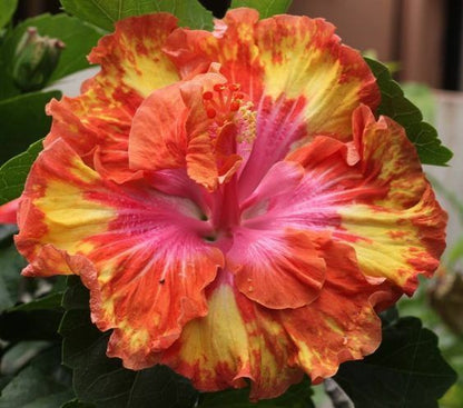 Green River 20 Pink Yellow Orange Hibiscus Seeds - Premium Perennial Flower Seeds Pack for Tropical & Pollinator Gardens, Hardy Outdoor Seeds for Full Sun & Well-Drained Soil, Vibrant Garden Blooms Attracting Butterflies & Hummingbirds