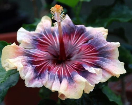 Green River 20 Cream Pink Purple Hibiscus Seeds - Premium Perennial Flower Seeds Pack for Tropical & Pollinator Gardens, Hardy Outdoor Seeds for Full Sun & Well-Drained Soil, Vibrant Garden Blooms Attracting Butterflies & Hummingbirds