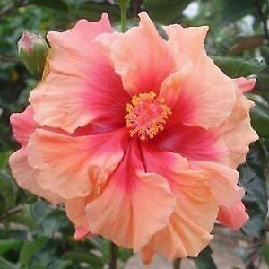 Green River 20 Double Pink Orange Hibiscus Seeds - Premium Perennial Flower Seeds Pack for Tropical & Pollinator Gardens, Hardy Outdoor Seeds for Full Sun & Well-Drained Soil, Vibrant Garden Blooms Attracting Butterflies & Hummingbirds