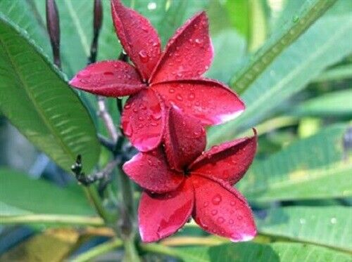 Green River 5 Red Plumeria Seeds - Flower Seed Pack, Premium Tropical Blooms, Fragrant Perennial Plants for Garden Charm, Ideal for Leis and Containers