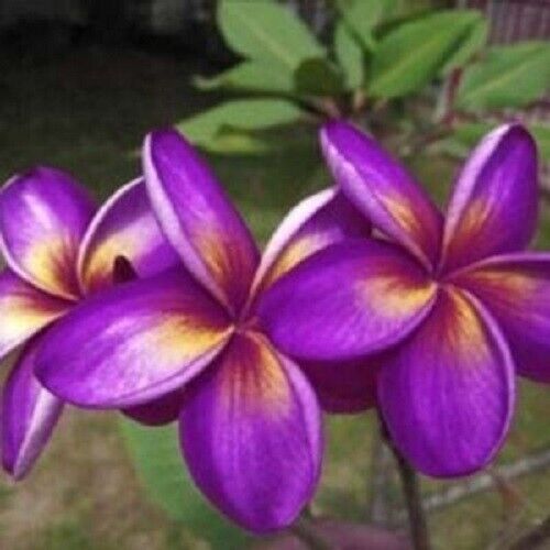 Green River 5 Purple Yellow Plumeria Seeds - Flower Seed Pack, Premium Tropical Blooms, Fragrant Perennial Plants for Garden Charm, Ideal for Leis and Containers