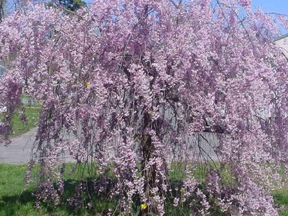 Green River 5 Purple Willow Seeds - Decor Decorative Tree Seeds for Landscapes & Water Features - USDA Zones 4-10 - Spring Planting - Full Sun - 35-50 ft Tall