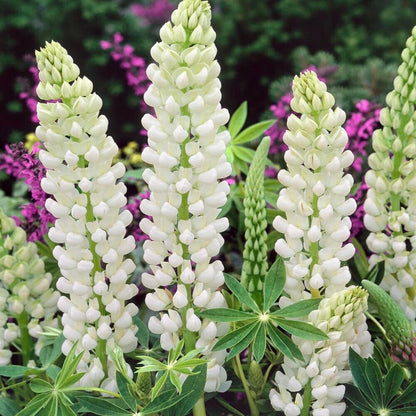 Green River 25 Noble Maiden Lupine Seeds - Vibrant Spiky Blooms, Fast Growing Perennials, Premium Seeds, Decor Decoratives Thrives in Cool Climates, Spring Full Sun