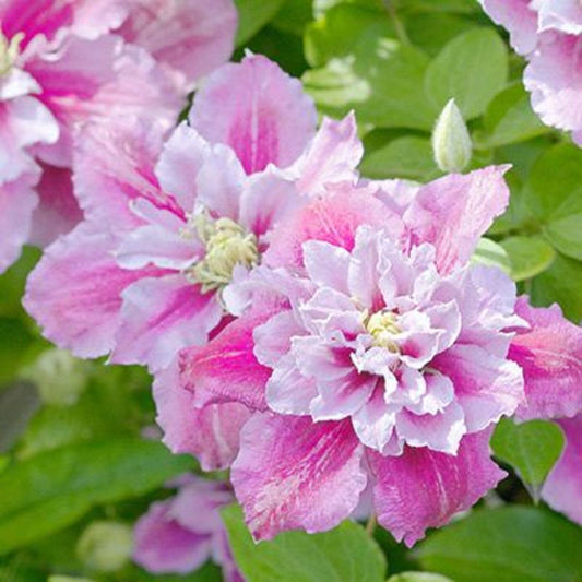 Green River Double Pink White Clematis Seeds - 25 Flower Seed Pack, Perennial Climbing Vine, Dried Clematis Plant Seeds for Fences and Trellises, All Seasons, USDA Zones 4-9
