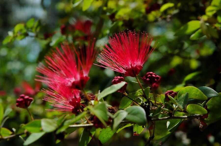 10 Red Mimosa Tree Seeds Silk Albizia julibrissin Perennial Persian Seed 163