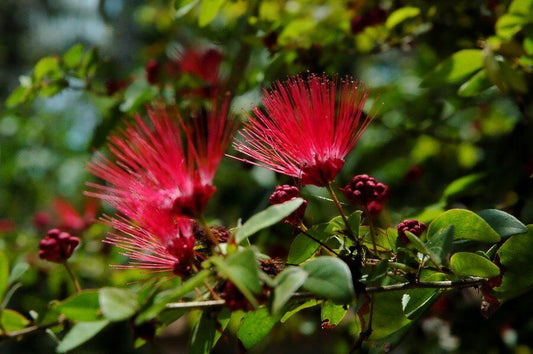 10 Red Mimosa Tree Seeds Silk Albizia julibrissin Perennial Persian Seed 163
