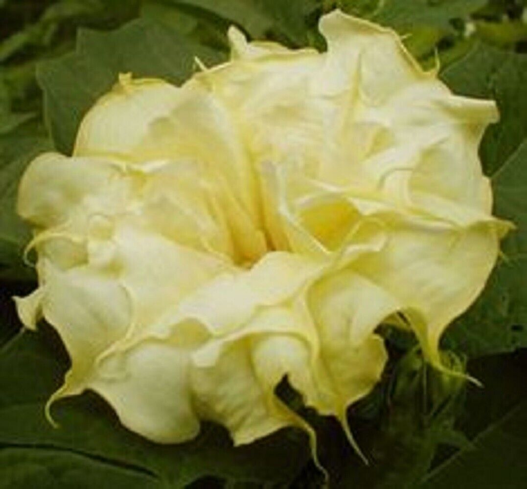 Green River Seeds 10 Mellow Yellow Angel Trumpet Seeds - Premium Brugmansia Flowers for Pots Patios & Cottage Gardens - Fast Growing Exotic Scented Blooms for Full Sun Zones