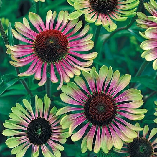 Green River 50 Green Twist Coneflower Seeds - Drought-Tolerant Decor Seeds for Pollinator Gardens, Perennial Blooms, Ideal for Summer Conditions