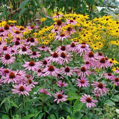 Green River 50 Purple Coneflower Seeds - Drought-Tolerant Decor Seeds for Pollinator Gardens, Perennial Blooms, Ideal for Summer Conditions