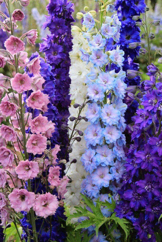 50 Doubles Mix Delphinium Mix Seeds Perennial Flowers Flower Seed 57 US SELLER