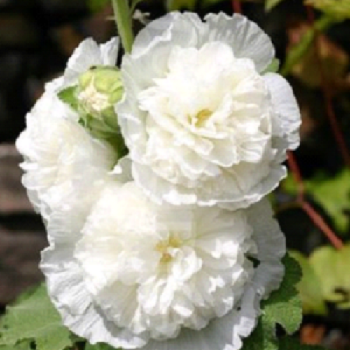 Green River 25 Double White Hollyhock Seeds - Flower Seed Pack, Tall Perennial Blooms, Cottage Garden Plants for Borders, Premium Seeds for Planting, Pollinator Friendly Flowers