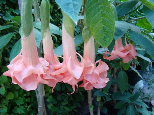 Green River Seeds 10 Salmon Perfect Angel Trumpet Seeds - Premium Brugmansia Flowers for Pots Patios & Cottage Gardens - Fast Growing Exotic Scented Blooms for Full Sun Zones