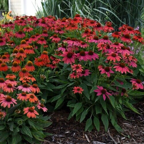 Green River 50 Firefinch Coneflower Seeds - Drought-Tolerant Decor Seeds for Pollinator Gardens, Perennial Blooms, Ideal for Summer Conditions