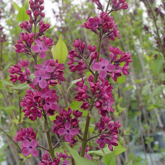 Green River 25 Declaration Lilac Seeds - Fragrant Spring Bloomers for Garden & Decor Decoratives - Premium Seeds, Heirloom Variety for Pollinator Gardens