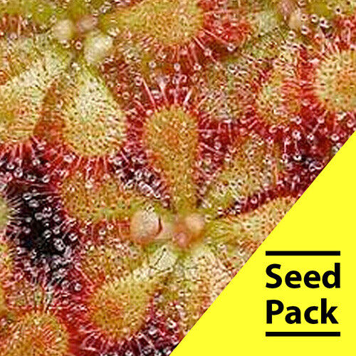 15 Pretty Rosette Sundew Seeds Carnivorous Bug Eating Plant Insect Exotic CP-9