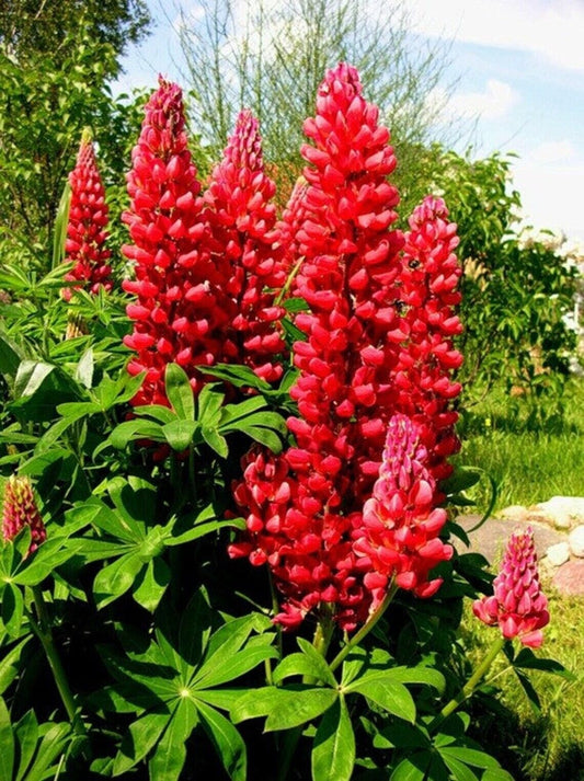 Green River 25 Red Flame Lupine Seeds - Vibrant Spiky Blooms, Fast Growing Perennials, Premium Seeds, Decor Decoratives Thrives in Cool Climates, Spring Full Sun