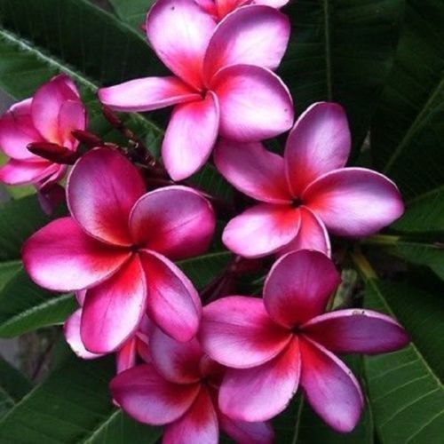 Green River 5 Pink Purple Plumeria Seeds - Flower Seed Pack, Premium Tropical Blooms, Fragrant Perennial Plants for Garden Charm, Ideal for Leis and Containers