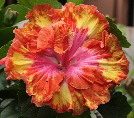 Green River 20 Pink Yellow Orange Hibiscus Seeds - Premium Perennial Flower Seeds Pack for Tropical & Pollinator Gardens, Hardy Outdoor Seeds for Full Sun & Well-Drained Soil, Vibrant Garden Blooms Attracting Butterflies & Hummingbirds