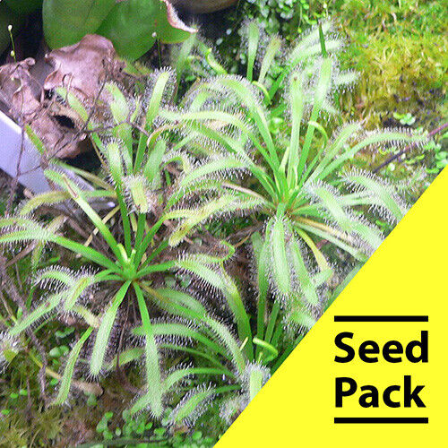 15 Drosera Capensis Carnivorous Plant Seeds CP-5