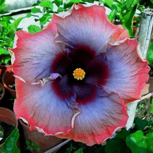 Green River 20 Pink Grey Purple Hibiscus Seeds - Premium Perennial Flower Seeds Pack for Tropical & Pollinator Gardens, Hardy Outdoor Seeds for Full Sun & Well-Drained Soil, Vibrant Garden Blooms Attracting Butterflies & Hummingbirds