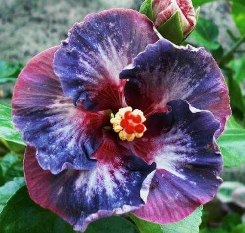Green River 20 Blue Pink Purple Hibiscus Seeds - Premium Perennial Flower Seeds Pack for Tropical & Pollinator Gardens, Hardy Outdoor Seeds for Full Sun & Well-Drained Soil, Vibrant Garden Blooms Attracting Butterflies & Hummingbirds