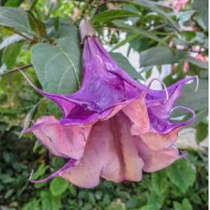 Green River Seeds 10 Sandra Cansa Angel Trumpet Seeds - Premium Brugmansia Flowers for Pots Patios & Cottage Gardens - Fast Growing Exotic Scented Blooms for Full Sun Zones