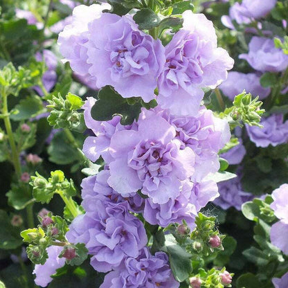 Green River 25 Blue Bacopa Hollyhock Seeds - Flower Seed Pack, Tall Perennial Blooms, Cottage Garden Plants for Borders, Premium Seeds for Planting, Pollinator Friendly Flowers