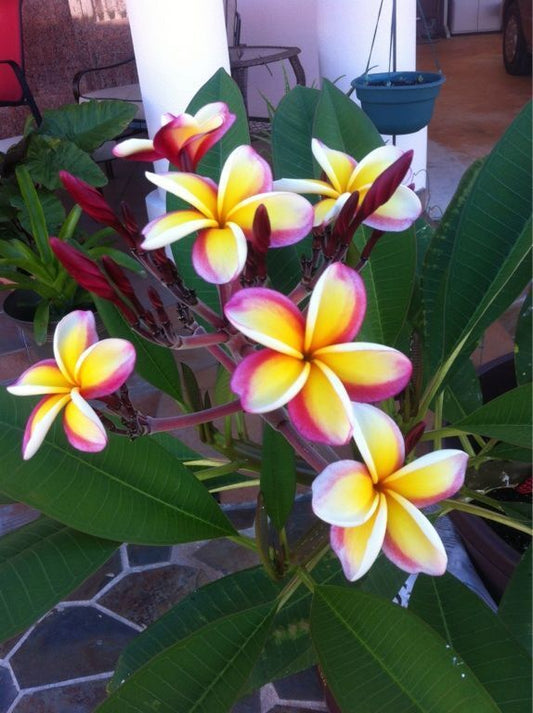Green River 5 Yellow White Purple Plumeria Seeds - Flower Seed Pack, Premium Tropical Blooms, Fragrant Perennial Plants for Garden Charm, Ideal for Leis and Containers