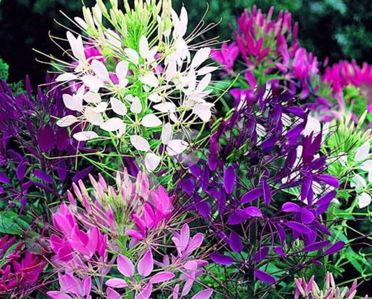 100 Queen Mix Spider Seeds Clome Spinosa Perennial 1172 US Seller Butterfly