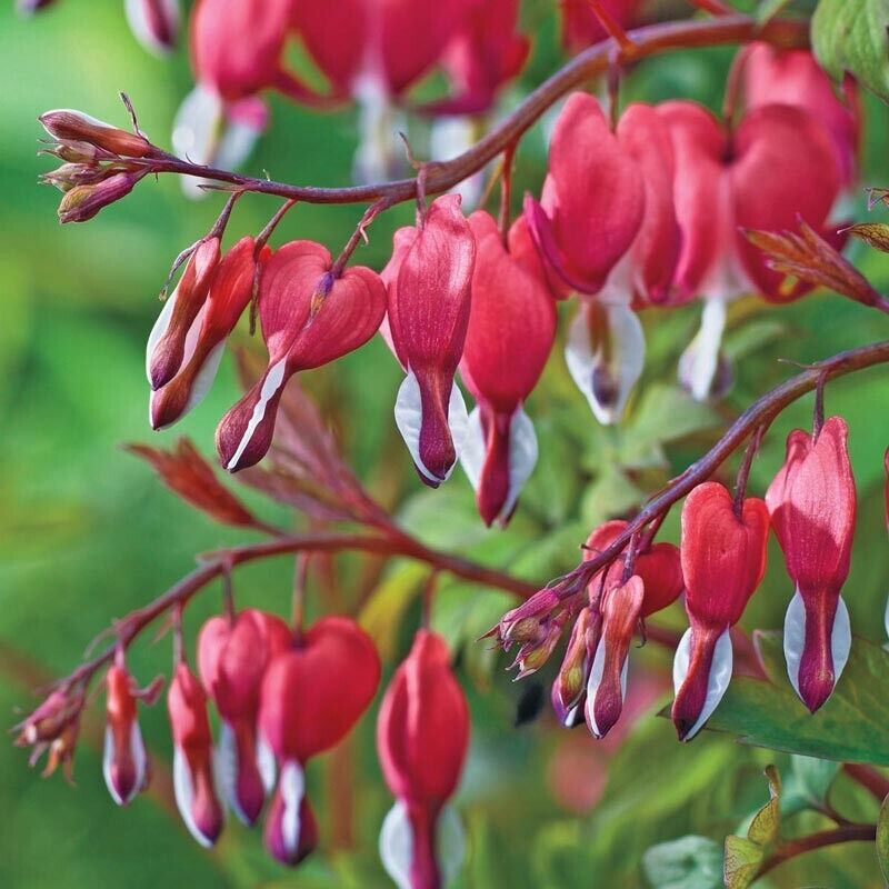 Green River 25 Valentine Bleeding Heart Seeds Premium Flower Seeds for Shade Gardens & Containers Climbing Perennial Heart Seed Flowers Butterfly Friendly Low Maintenance