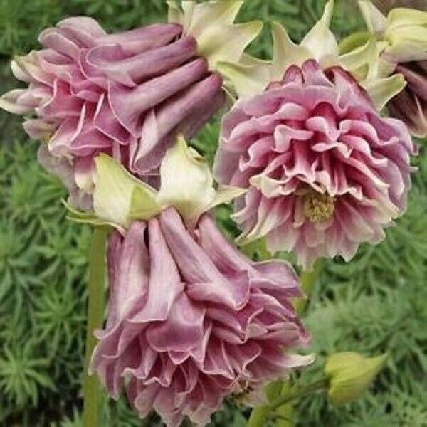 flower and seed bloomin with name 50 Double Rose Columbine Seeds Flower Perennial Flowers Seed Bloom 141 – Green River Seeds