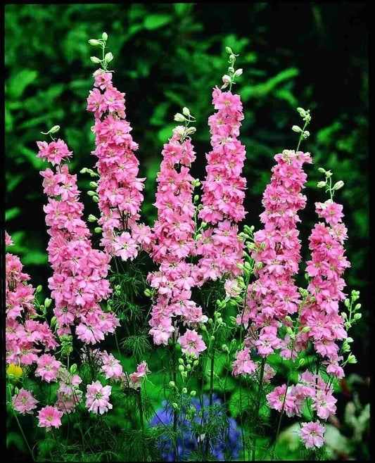 Green River 50 Salmon Delphinium Seeds - Flower Seed Pack, Perennial Delphinium Flower Seeds, Tall Spikes for Borders, Premium Garden Plant Seeds for Planting
