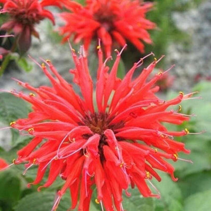 Green River 100 Bright Red Bee Balm Seeds Premium Perennial Flower Seeds for Pollinator Gardens & Cut Flowers Drought-Tolerant Deer Resistant Fragrant Purple Blooms Ideal for Outdoor Gardening Containers & Wildlife Habitats