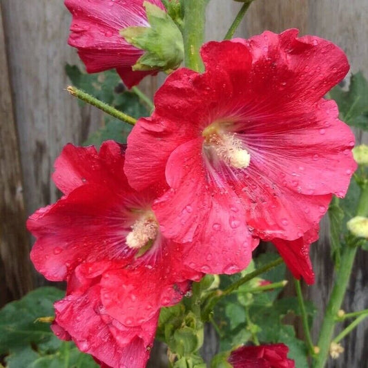 Green River 25 Coral Red Hollyhock Seeds - Flower Seed Pack, Tall Perennial Blooms, Cottage Garden Plants for Borders, Premium Seeds for Planting, Pollinator Friendly Flowers