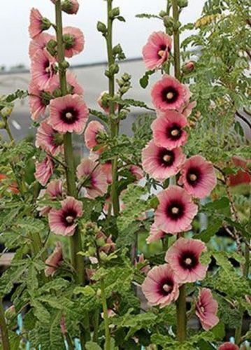 Green River 25 Light Dark Pink Hollyhock Seeds - Flower Seed Pack, Tall Perennial Blooms, Cottage Garden Plants for Borders, Premium Seeds for Planting, Pollinator Friendly Flowers