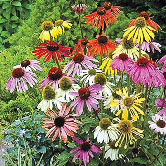 Green River 50 Mixed Coneflower Seeds - Drought-Tolerant Decor Seeds for Pollinator Gardens, Perennial Blooms, Ideal for Summer Conditions