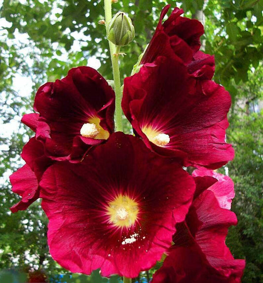 Green River 25 Burgundy Red Hollyhock Seeds - Flower Seed Pack, Tall Perennial Blooms, Cottage Garden Plants for Borders, Premium Seeds for Planting, Pollinator Friendly Flowers