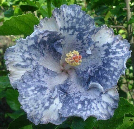 Green River 20 Silver White Hibiscus Seeds - Premium Perennial Flower Seeds Pack for Tropical & Pollinator Gardens, Hardy Outdoor Seeds for Full Sun & Well-Drained Soil, Vibrant Garden Blooms Attracting Butterflies & Hummingbirds