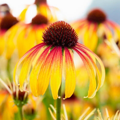 Green River 50 Fiery Meadow Coneflower Seeds - Drought-Tolerant Decor Seeds for Pollinator Gardens, Perennial Blooms, Ideal for Summer Conditions