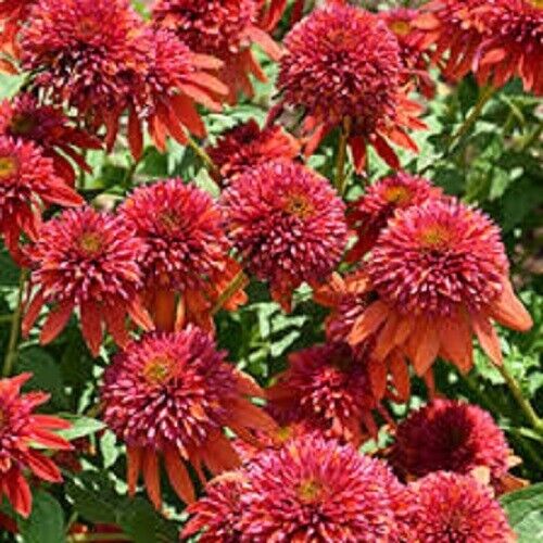 Green River 50 Orange Berry Coneflower Seeds - Drought-Tolerant Decor Seeds for Pollinator Gardens, Perennial Blooms, Ideal for Summer Conditions