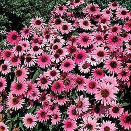 Green River 50 Purple Bravado Coneflower Seeds - Drought-Tolerant Decor Seeds for Pollinator Gardens, Perennial Blooms, Ideal for Summer Conditions