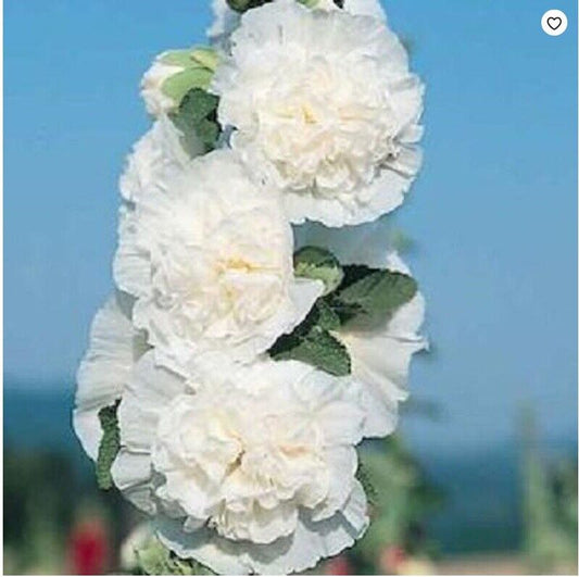 Green River 25 Charles White Hollyhock Seeds - Flower Seed Pack, Tall Perennial Blooms, Cottage Garden Plants for Borders, Premium Seeds for Planting, Pollinator Friendly Flowers