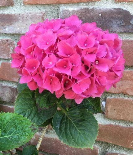 Green River 5 Pink Hydrangea Seeds – Premium Flower Seeds for Elegant Cottage Gardens, Patios & Borders – Rare Perennial Bush with Bold Summer Blooms – Hydrangea Limelight Seeds, Premium Seed Pack for Planting & Growing Beauty