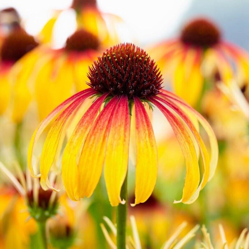 Green River 50 Fiery Meadow Coneflower Seeds - Drought-Tolerant Decor Seeds for Pollinator Gardens, Perennial Blooms, Ideal for Summer Conditions