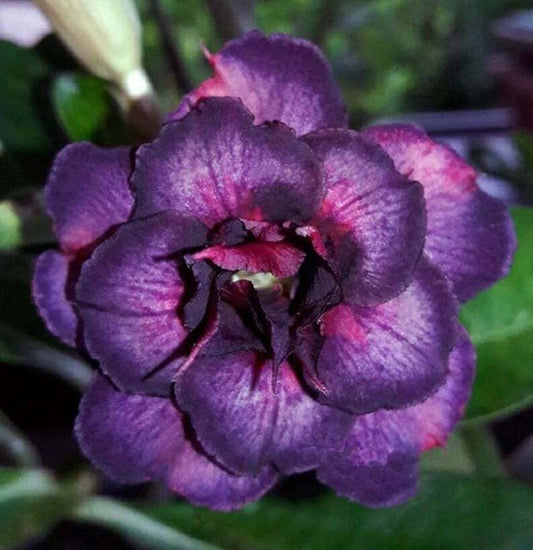 Green River 4 Dark Purple Pink Desert Rose Seeds - Premium Exotic Succulent Flower Seeds for Indoor Pots Bonsai & Tropical Decor Drought-Tolerant, Easy to Grow Unique Trunk, Premium Seed Pack for Collectors