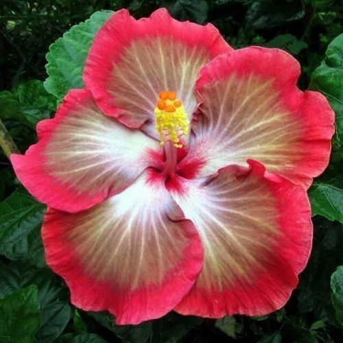 Green River 20 White Pink Red Hibiscus Seeds - Premium Perennial Flower Seeds Pack for Tropical & Pollinator Gardens, Hardy Outdoor Seeds for Full Sun & Well-Drained Soil, Vibrant Garden Blooms Attracting Butterflies & Hummingbirds