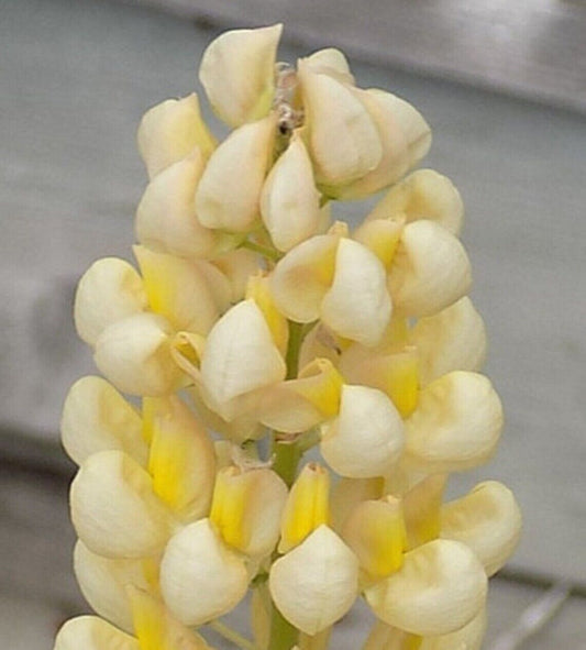 Green River 25 Yellow White Lupine Seeds - Vibrant Spiky Blooms, Fast Growing Perennials, Premium Seeds, Decor Decoratives Thrives in Cool Climates, Spring Full Sun
