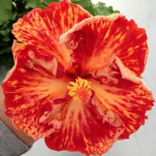 Green River 20 Red Orange Hibiscus Seeds - Premium Perennial Flower Seeds Pack for Tropical & Pollinator Gardens, Hardy Outdoor Seeds for Full Sun & Well-Drained Soil, Vibrant Garden Blooms Attracting Butterflies & Hummingbirds